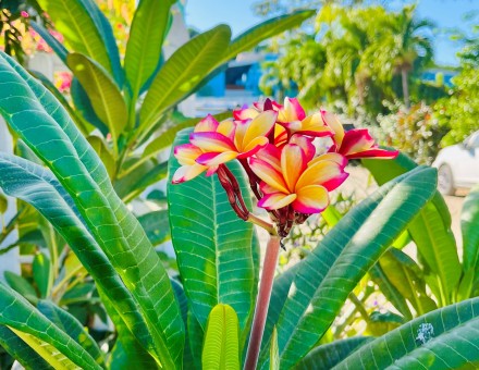 New Plumeria plant is blooming